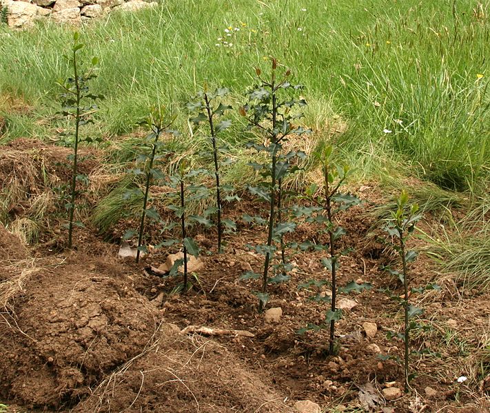 Un artículo publicado en la revista Science, del que es coautor Alejandro Caparrós (IPP-CSIC), describe el avance de los sistemas de contabilidad que integran datos económicos y ambientales