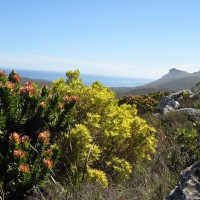Fynbos de montaña en la Península del Cabo (Sudáfrica)/ S. Molteno (Wikipedia).