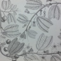 Imagen: Passiflora, Alejo Sáenz, Flora de la Real Expedición Botánica del Nuevo Reino de Granada (1783-1816)